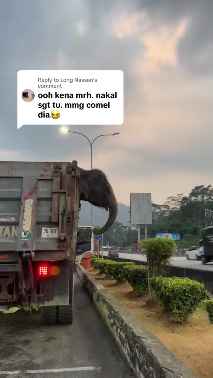 replying-to-at-long-nassan-kalau-dibiarkan-mahu-botak-pokok-tu-hahaha-tapi-sempat-eh-dia-laju-je-menyuap-masuk-mulut-1747408183.mp4