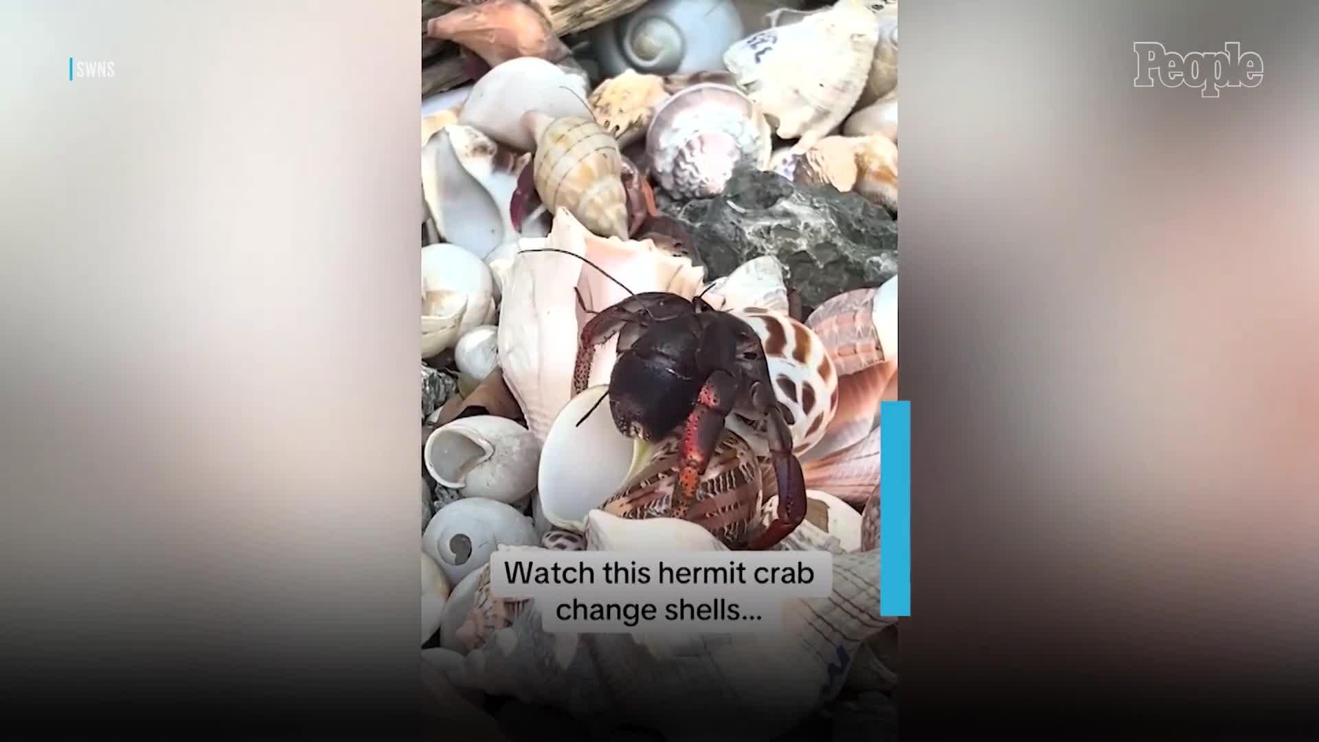 revealing-video-captures-rare-moment-hermit-crab-changes-shells-1743062056.mp4