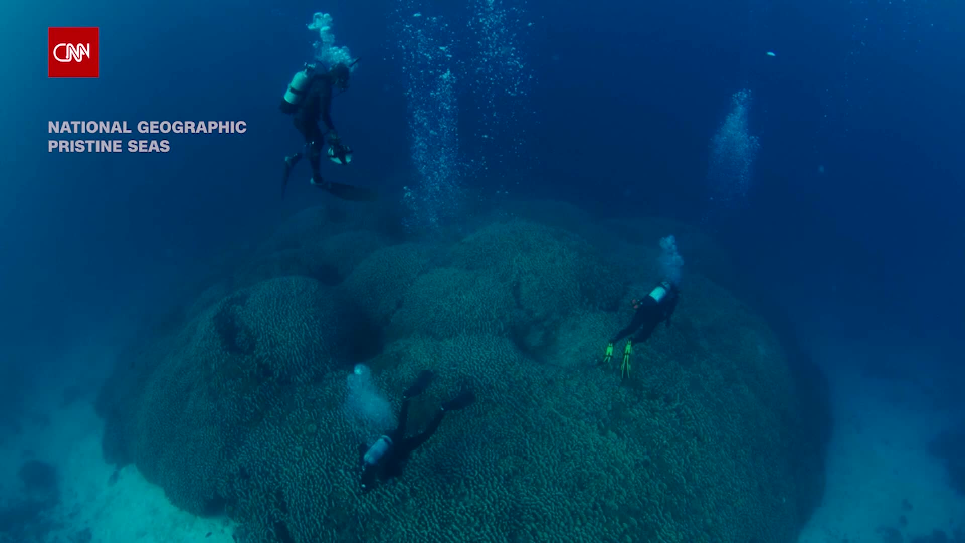 scientists-discovered-the-worlds-largest-coral-1731922130.mp4