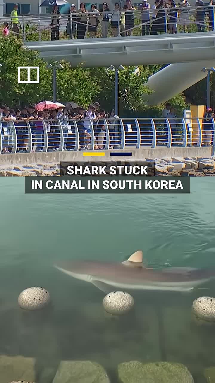 shark-trapped-in-south-korean-canal-draws-hundreds-of-thousands-of-visitors-1791188213.mp4