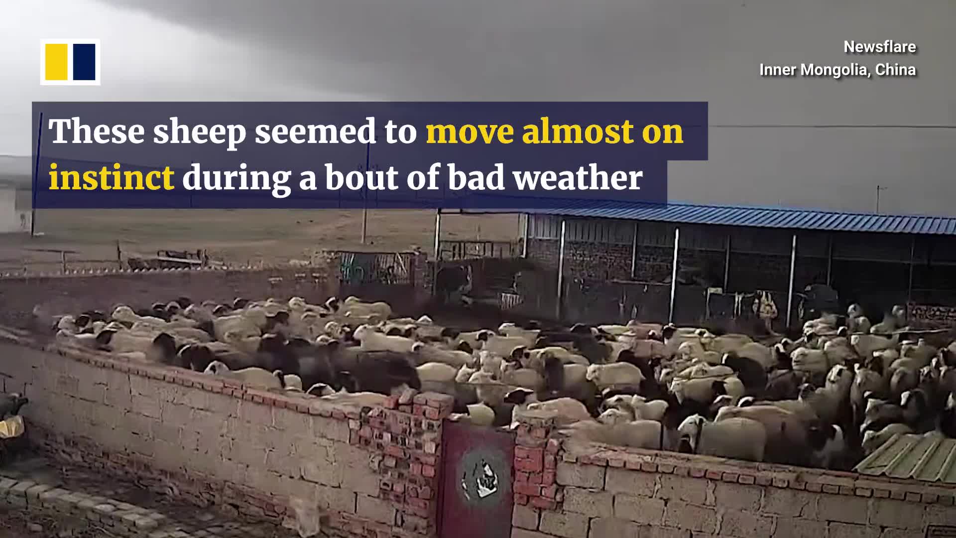 sheep-huddle-in-corner-before-tornado-rips-off-farm-roof-1747214961.mp4