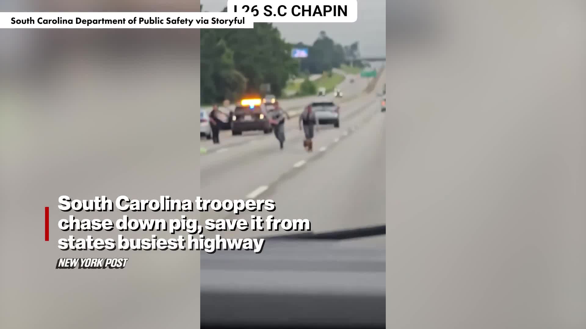 south-carolina-state-troopers-chase-wild-pig-that-halted-traffic-on-busy-interstate-video-1751532757.mp4
