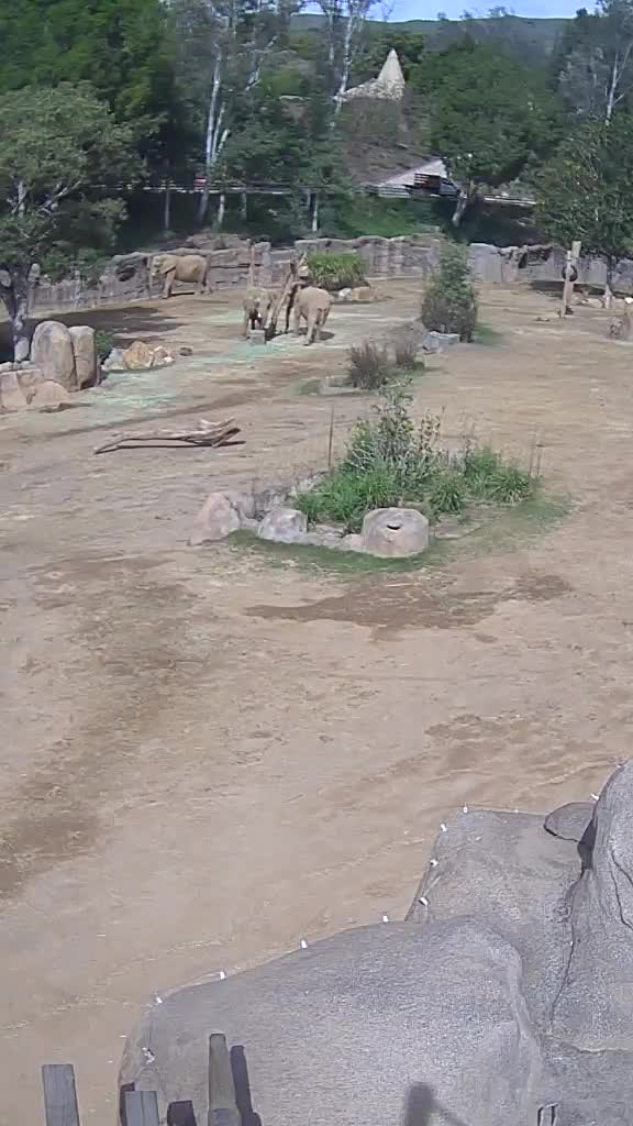 stronger-together-elephants-have-the-u-1744708497.mp4