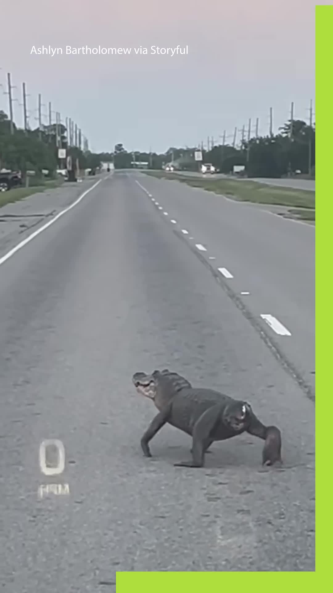 tailless-alligator-spotted-strolling-around-louisiana-1748401374.mp4