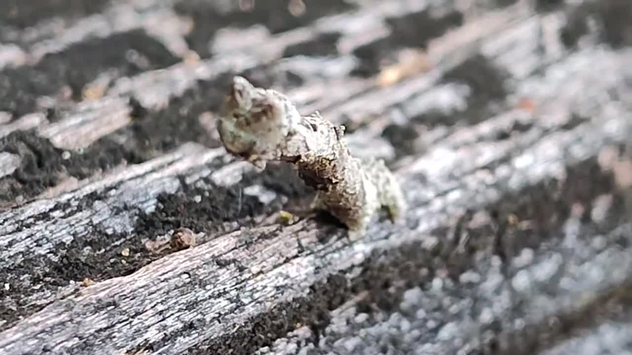 the-peculiar-peppered-moth-caterpillar-or-feisty-twig-1743136979.mp4