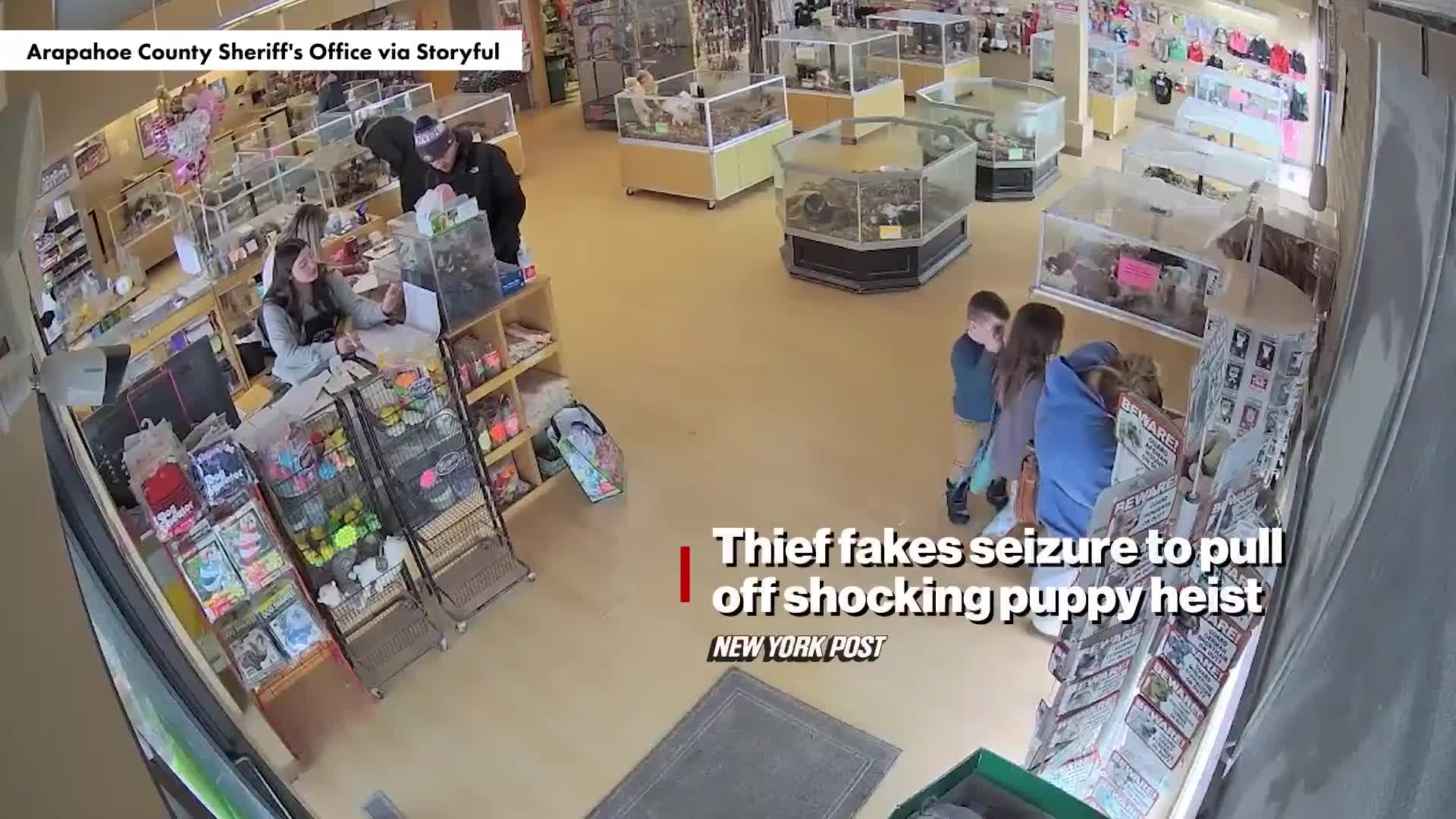 thief-fakes-seizure-to-pull-off-shocking-puppy-heist-video-new-york-post-1740558445.mp4