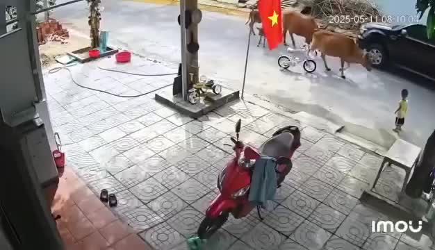 thot-tim-khoanh-khac-bo-tha-rong-huc-nga-chau-be-o-da-nang-1747011361.mp4