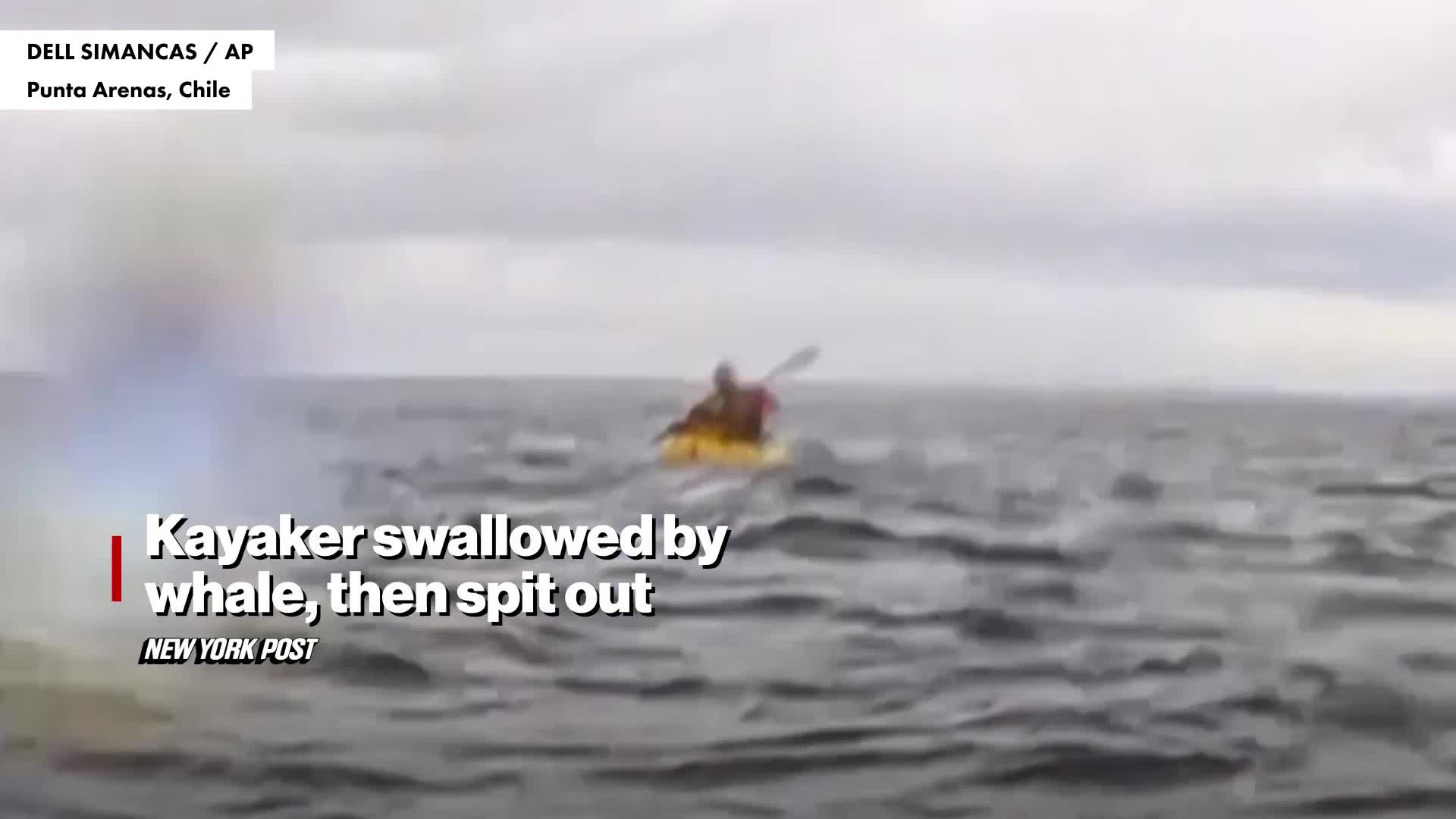 video-captures-moment-kayaker-swallowed-by-humpback-whale-in-chilean-waters-1739522009.mp4