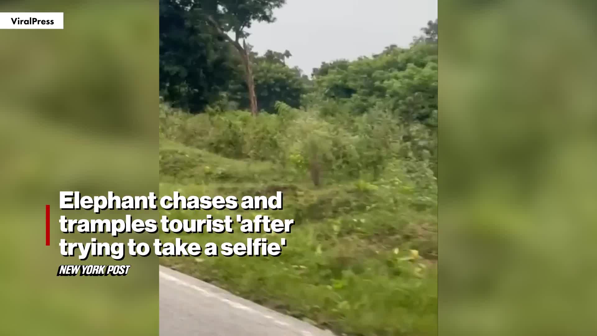 wild-elephant-tramples-tourist-after-ignorant-selfie-attempt-1755143268.mp4
