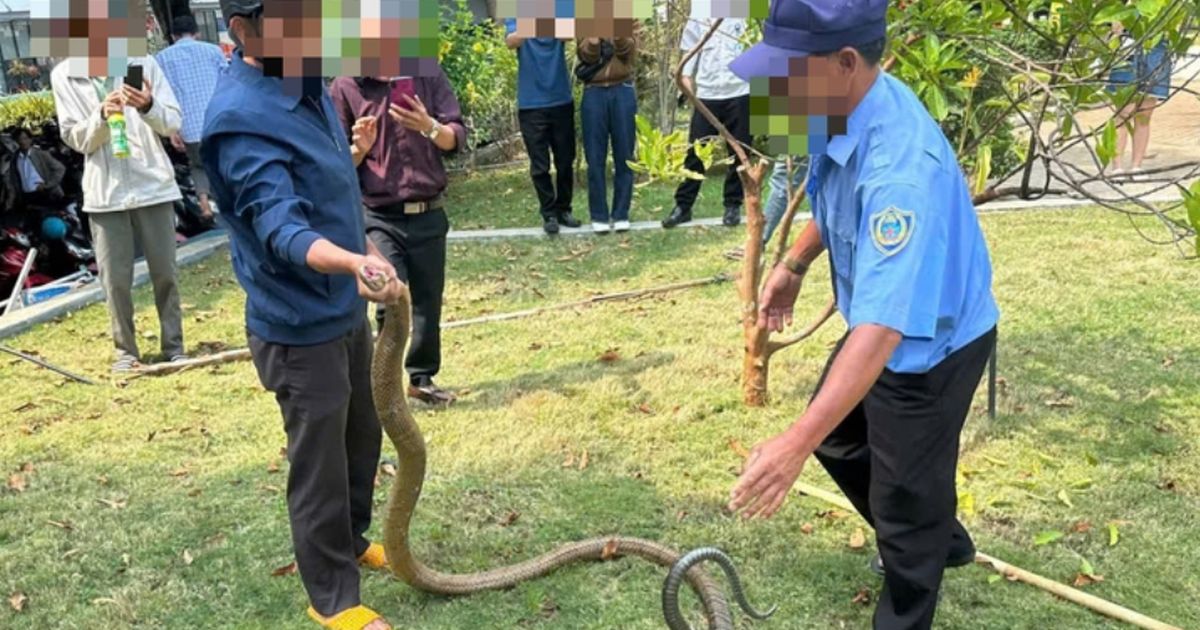 Thót tim cảnh rắn dài 3m “ghé thăm” bệnh viện đông người