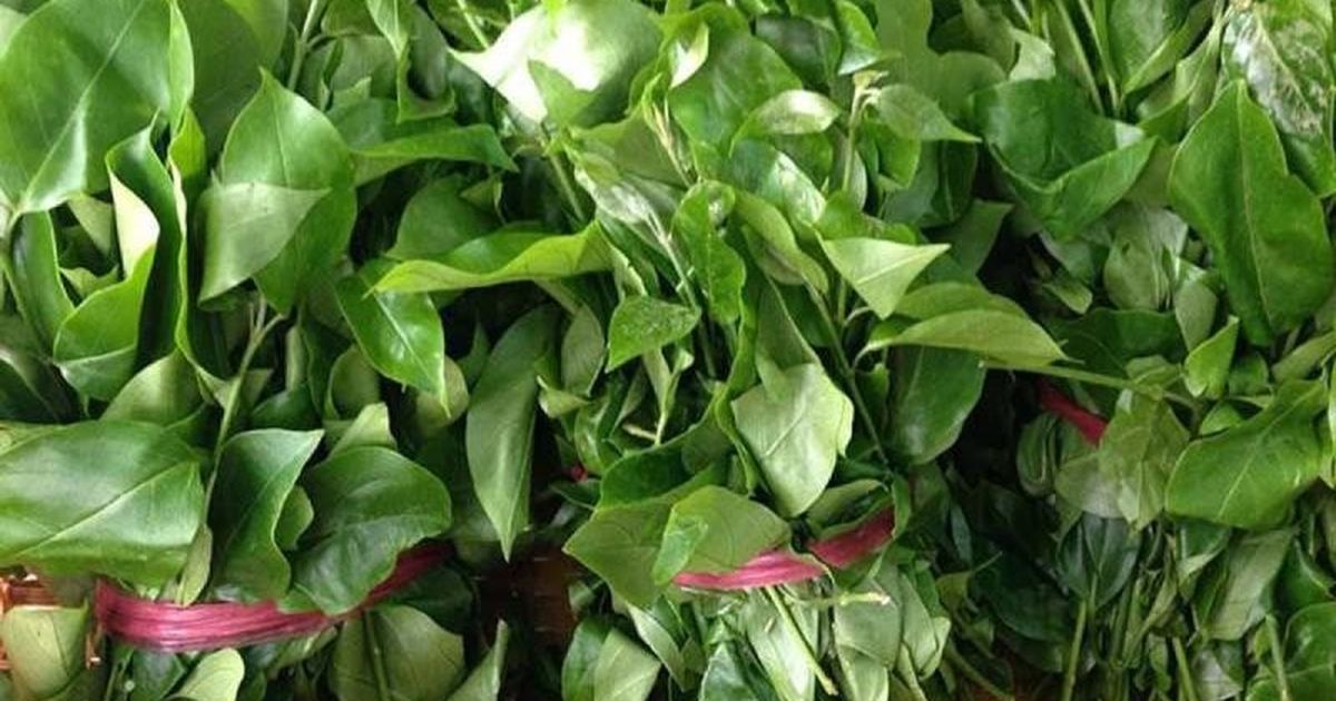 Rau rừng mọc hoang nay thành “vàng xanh