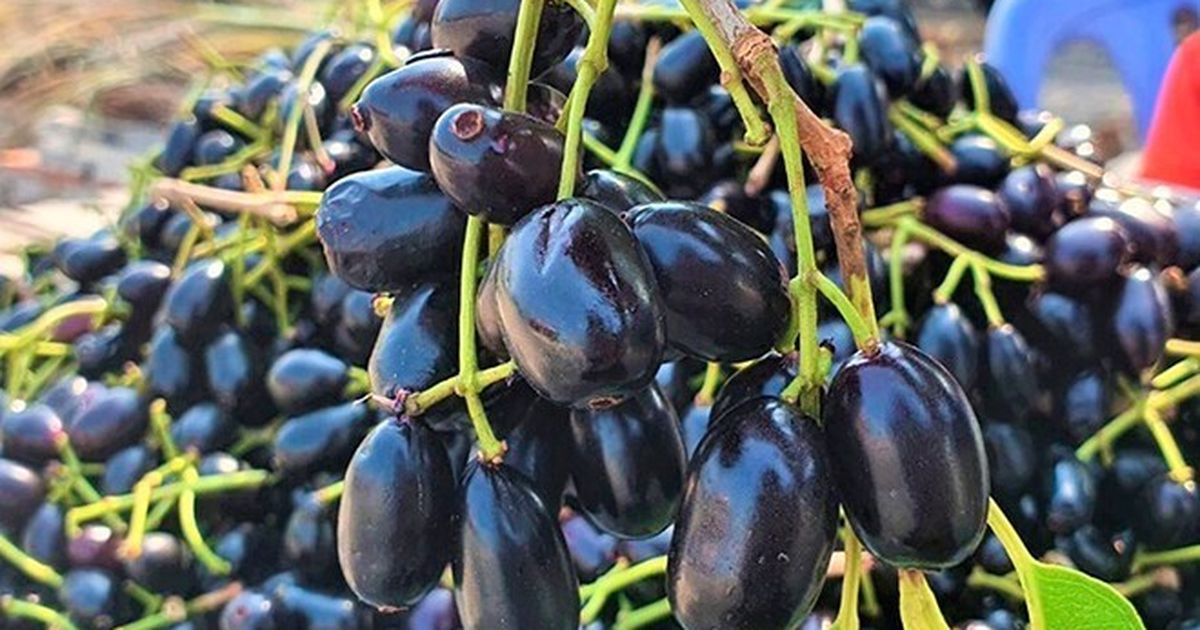 Loại quả xưa chín rụng không ai ngó ngàng, nay thành đặc sản lạ ở thành ...