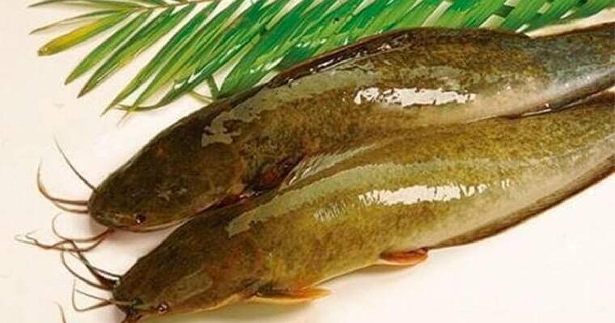 Loại cá bị chê bẩn nhưng bổ ngang vi cá mập, chợ Việt bán đầy mà ít ...