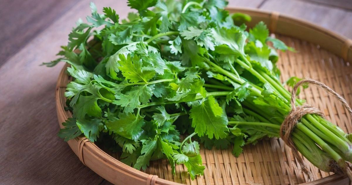 Loại rau thơm quen thuộc tưởng lành mà độc, ai thuộc nhóm này nên tránh ...