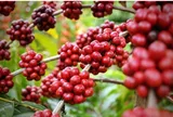 Thị trường cà phê ngày 23/3: Cà phê Arabica lập đỉnh mới, Robusta đi ngang, thị trường Việt Nam chịu tác động thế nào?