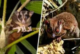 2 loài “tuyệt chủng 6.000 năm” bất ngờ sống lại ở Đông Nam Á, có gì đặc biệt?