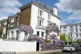 Loài hoa biến khu biệt thự triệu đô ở London thành “điểm check-in triệu view”, nhưng lại khiến chủ nhà "khóc thét"