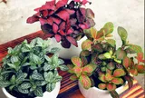 Những loại cây nhỏ xinh đang “lên ngôi”, biến căn hộ chật hẹp thành góc xanh thư giãn