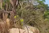 Phát hiện thi thể nam giới bị treo trên cây ở khu vực núi cao: Bí ẩn chiếc xe máy không biển số ở chân núi