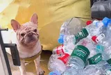 Chú chó "đại gia" tự kiếm hàng trăm triệu đồng nhờ sở hữu đam mê nhặt chai nhựa
