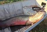 Cận cảnh "thủy quái" nặng 75kg, dài 1,9 mét vừa bị tóm gọn trên sông, 2 ngư dân ôm không xuể