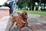 Cùng bị chó dại cắn, người em thoát nạn thần kỳ, chị gái 11 tuổi tử vong vì một sai lầm đáng tiếc này