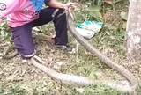 Vào bụi tre cạo mủ cao su, người phụ nữ chết lặng khi chạm trán thứ đáng sợ dài hơn 3 mét