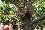 Bé trai 7 tuổi bị khỉ cắn tử vong khi đang chơi bên ngoài nhà: Nghẹn lòng lời kể người mẹ