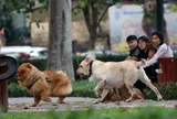 Từ 1/8, phạt tới 2 triệu đồng nếu để chó ra đường không có thứ này, người dân lưu ý