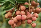 Mùa vải ngắn nhưng ăn dài lâu: 4 cách bảo quản vải thiều giữ nguyên vị ngọt cả tháng trời