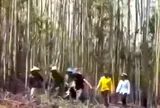 Bàng hoàng phát hiện 2 thi thể trên rẫy: Lý do gia đình từ chối khám nghiệm tử thi là gì?