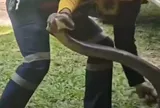 Ám ảnh cảnh "sát thủ" hổ mang chúa 15kg chui rúc trong xe bán tải, xem xong không ai dám mở nắp ca-pô