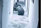 Camera ghi cảnh gấu  ngựa Tây Tạng xông vào khách sạn, "đập cửa" phòng khi du khách đang ngủ say
