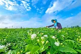 Loài hoa nhỏ tạo nên ngành công nghiệp tỷ USD tại Trung Quốc