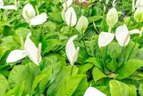 5 loại cây cảnh phù hợp cho phòng ngủ, góp phần cải thiện chất lượng không khí