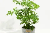 5 lý do cây hạnh phúc ngày càng được ưa chuộng, vừa đẹp nhà vừa mang ý nghĩa may mắn