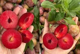 Đặc sản Tây Bắc có tên rất lạ, quả to tròn, thịt giòn mọng, giá tới 120.000 đồng/kg, mỗi năm chỉ rộ một mùa