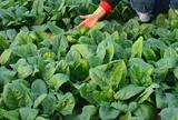 Việt Nam có loại rau được CDC Mỹ đánh giá cao, trồng hơn 1 tháng đã thu hoạch, giá tới 60.000 đồng/kg