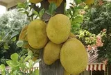 Đừng chỉ nhìn quả to hay vàng đẹp: Người bán trái cây tiết lộ bí quyết chọn mít chín cây, nhiều múi, ngọt đậm