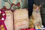Từ chú mèo bị bỏ lại bên đường đến ngôi vị số 1 thế giới, hành trình của mèo Việt khiến nhiều người bất ngờ
