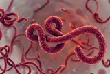 WHO tuyên bố tình trạng khẩn cấp toàn cầu: Ổ dịch  Ebola mới ở châu Phi nguy hiểm đến mức nào?