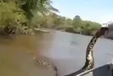 "Quái vật" Anaconda 5m xuất hiện dưới mạn thuyền, người đàn ông liều mạng tóm đuôi "tử thần"