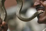 Rắn hổ mang chui vào quần, cắn chết du khách ngay trên khán đài: Hiện trường xót xa