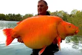 Cận cảnh con cá vàng "khổng lồ" nặng tới 31kg, nhiều người kinh ngạc ví như "quái vật dưới nước"