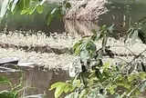 Bé trai 13 tuổi chết đuối thương tâm khi cùng bạn đi bắt cá: Ông nội gục ngã khi nhận tin dữ