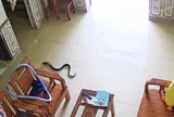 Đang ngủ trưa nghe tiếng "bụp", cô gái Phú Thọ khóc thét khi thấy "vị khách" này rơi từ điều hòa xuống đất