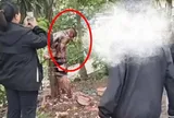 Chú rể bị lột đồ, trói chặt vào cây giữa phố: Sự thật phía sau khiến dư luận phẫn nộ
