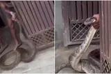 Người dân hoảng hồn ngăn cản con trăn khổng lồ trườn vào nhà