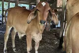 Thực hư chuyện chú bê mang "dấu ấn may mắn" khiến dư luận xôn xao