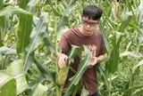 "Thiên tài Huawei" bỏ lương tiền tỷ về quê... bán ngô kiếm 38.000 đồng/ngày và sự thật ngã ngửa phía sau